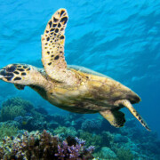 scuba diver course turtle