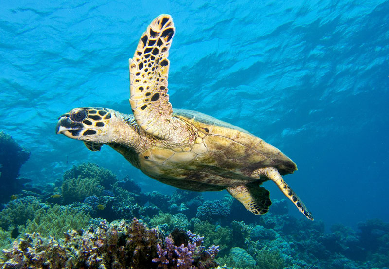 scuba diver course turtle