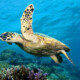 scuba diver course turtle