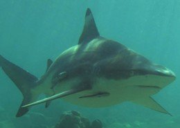 Black tip reef sharks