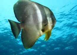 Bat Fish