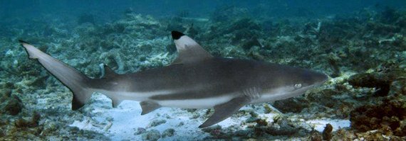 bida nok diving shark