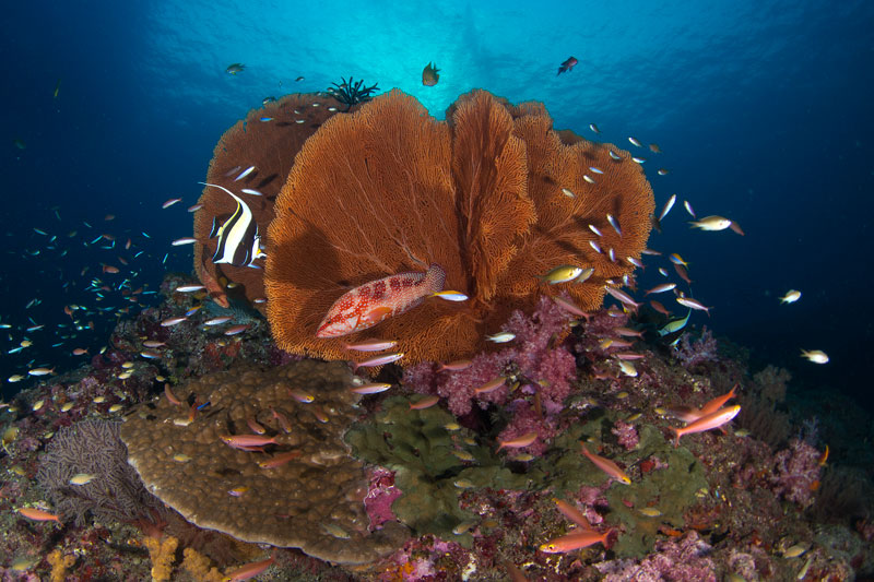first time scuba dive koh lanta