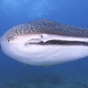 whale shark bida nok