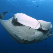 koh lanta dive trip manta