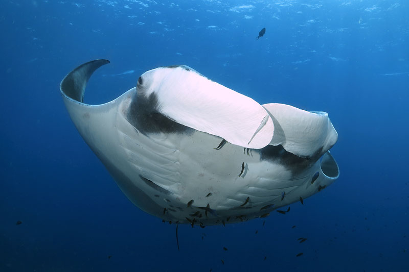 koh lanta dive trip manta