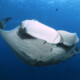 koh lanta dive trip manta