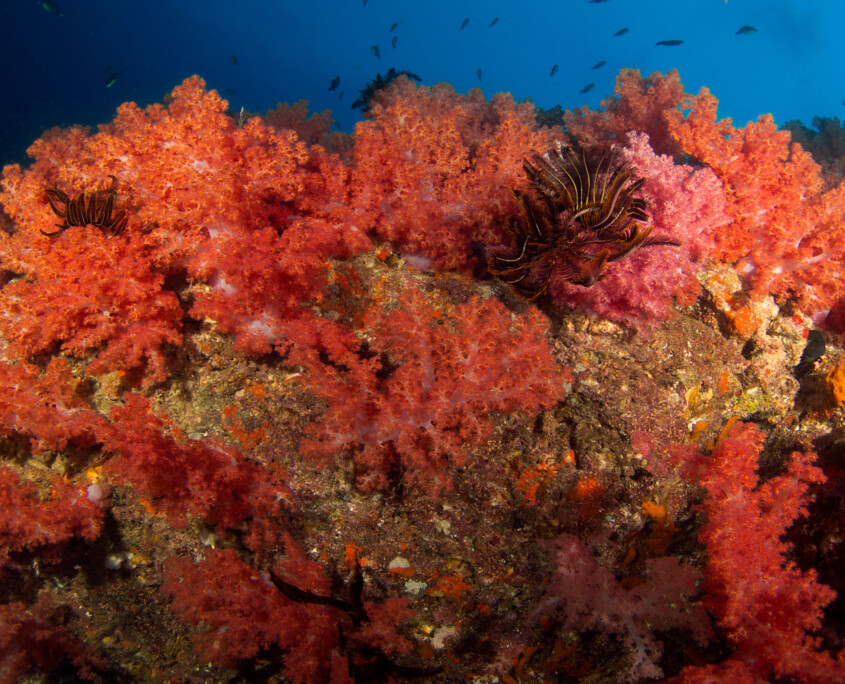 Hin Daengred rock coral reef