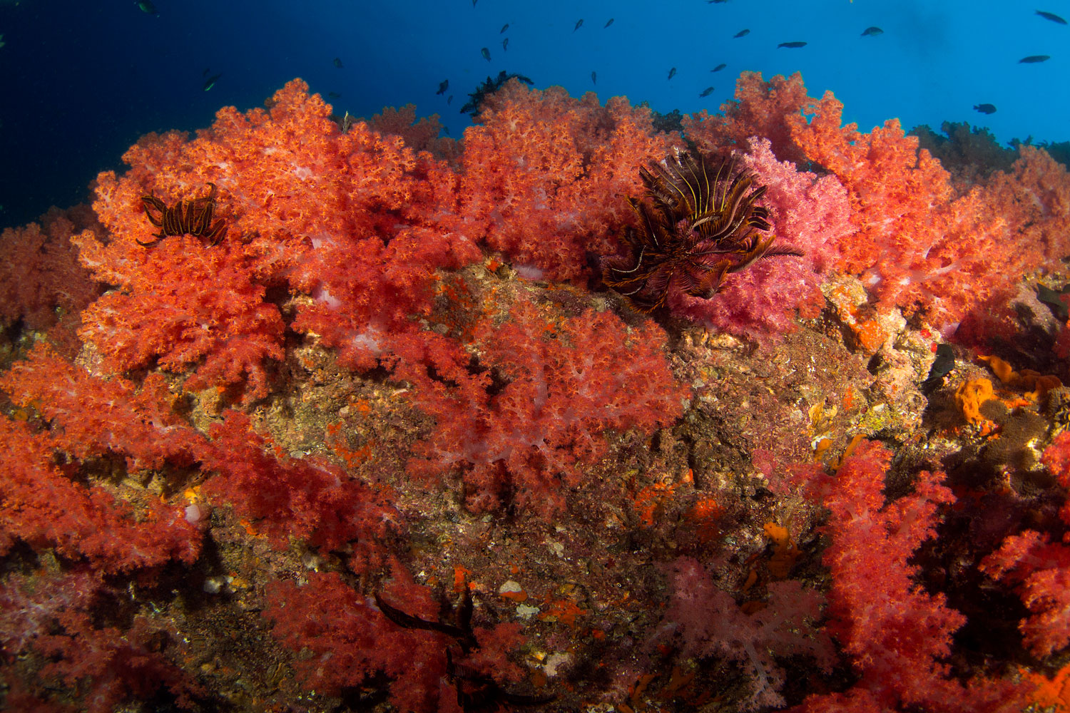 Hin Daengred rock coral reef