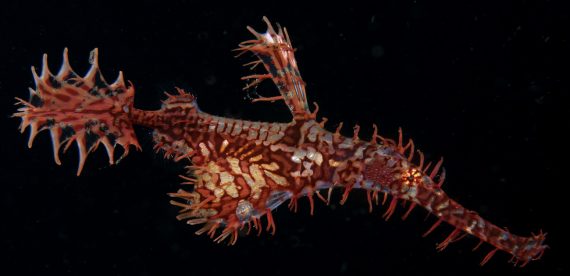 nitrox koh lanta dive
