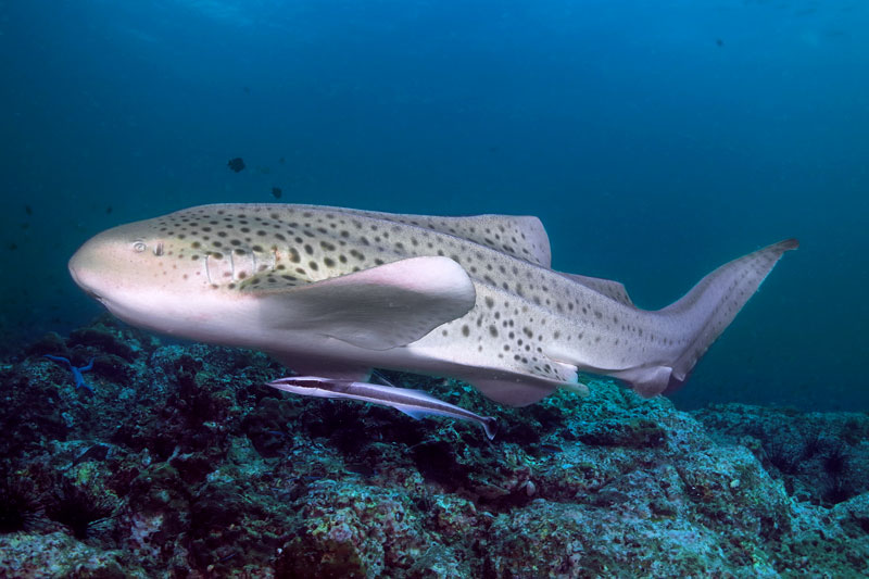 hin bida snorkeling