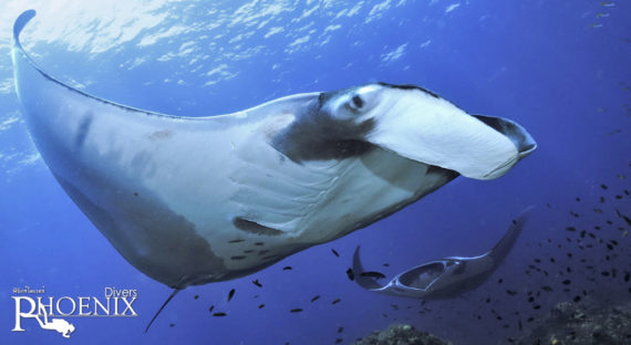 Manta at hin muang diving site hin muang hin daeng diving