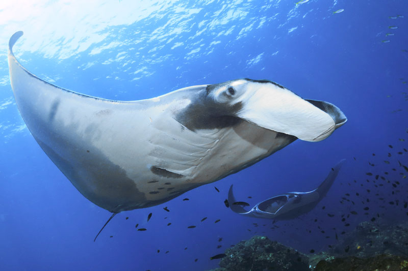hin muang hin daeng diving
