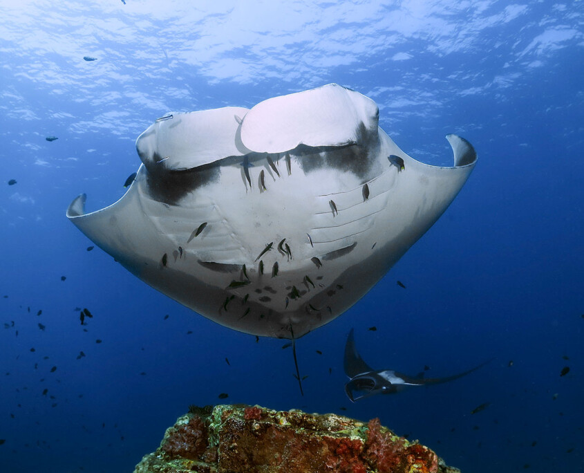advanced open water koh lanta