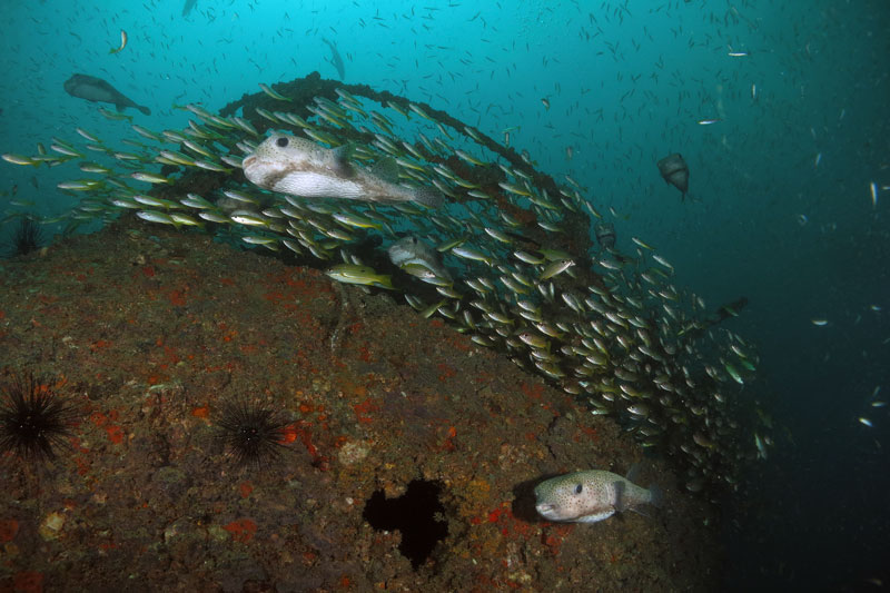 wreck diving koh lanta