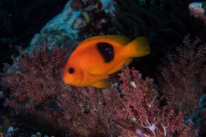koh bida nai diving