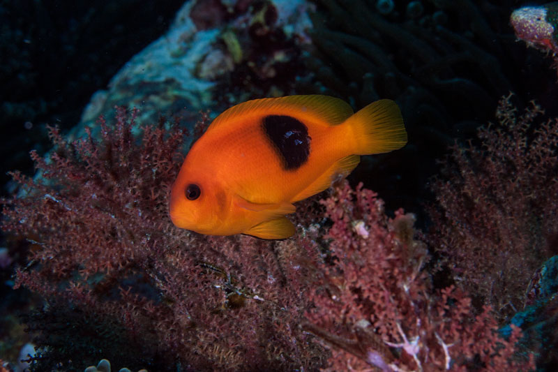 koh bida nai diving