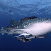 whale shark diving koh lanta