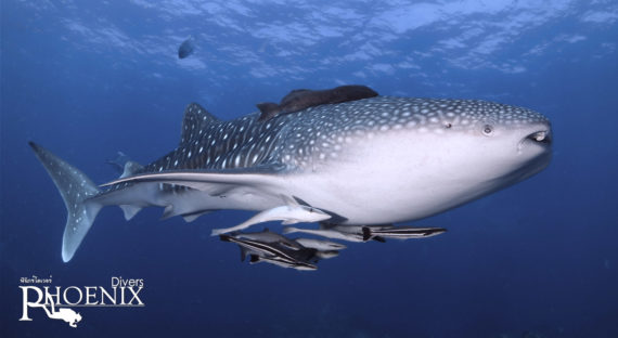 whale shark hin muang hin muang diving whale shark