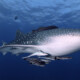 whale shark diving koh lanta