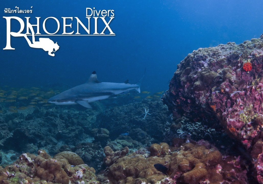 Koh Bida Koh diving shark