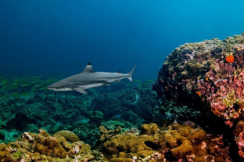 koh lanta black tip shark