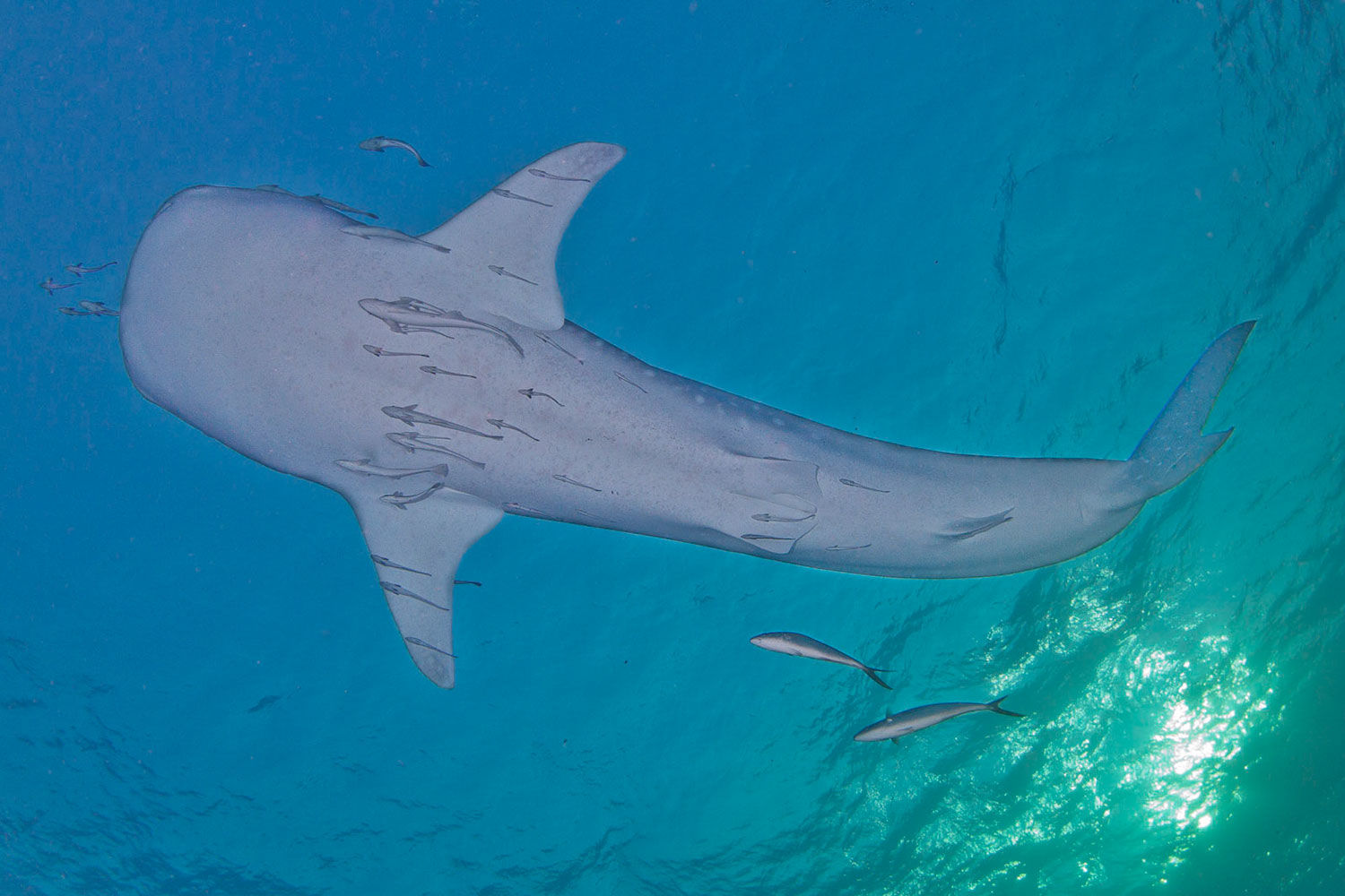 diving Hin Deang with Whale Shark - koh lanta trip