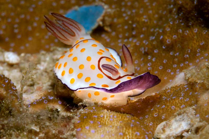 koh rok diving site