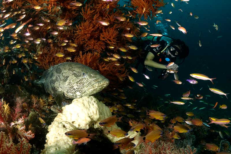 diving lanta island Big Grouper