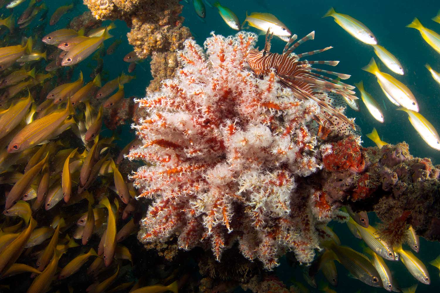 king cruiser diving koh lanta