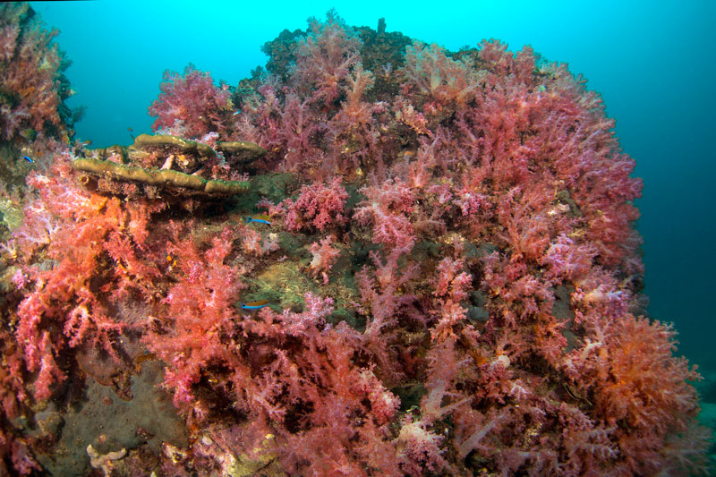 koh lanta coral