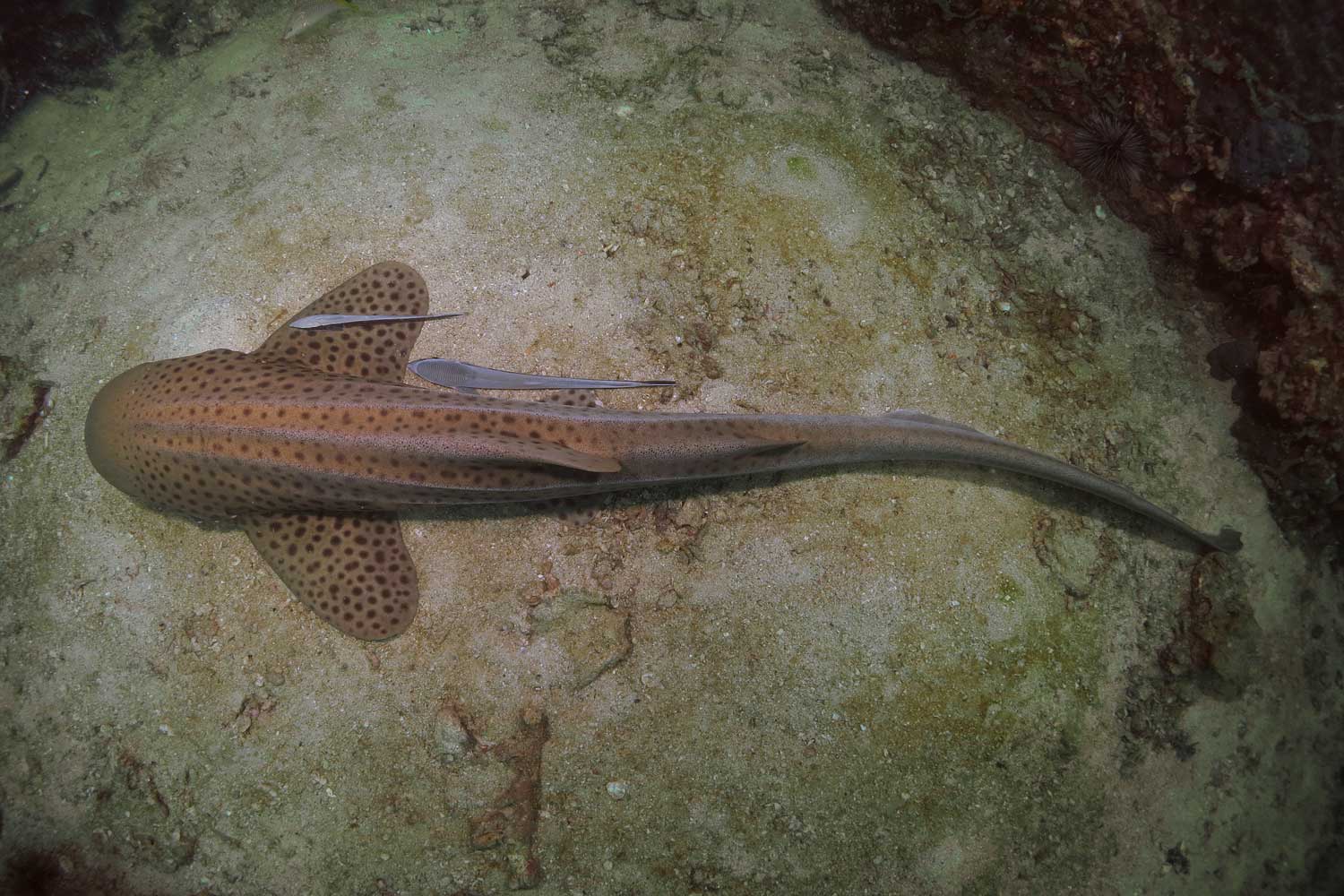 shark diving koh lanta