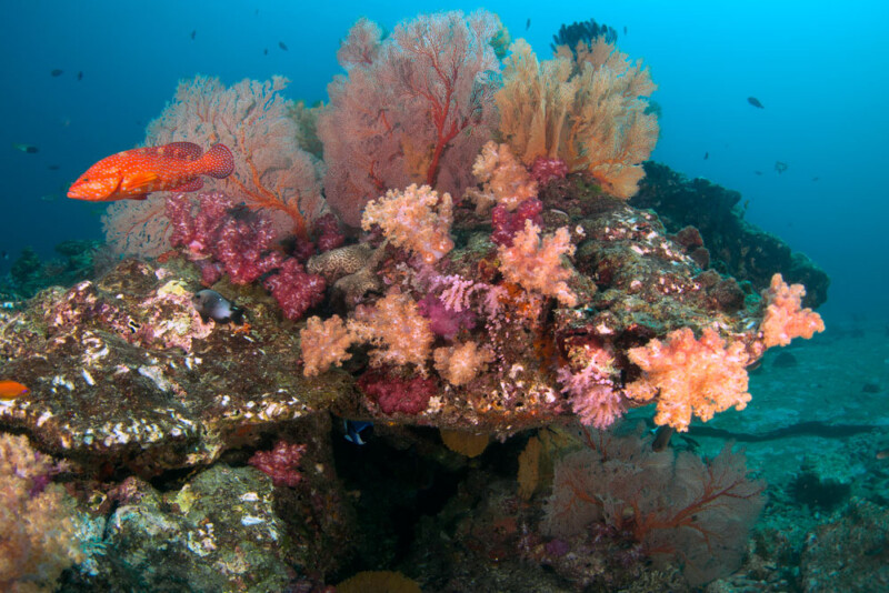 shark point diving koh lanta