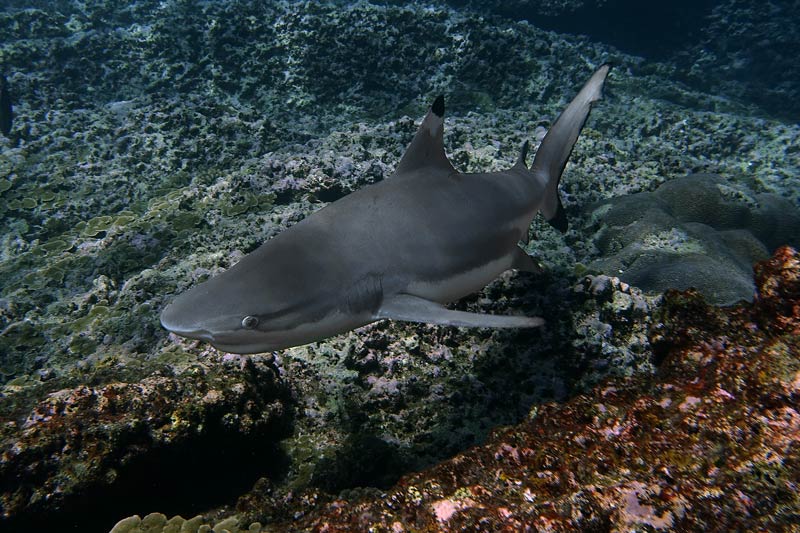Bida Nok dive site
