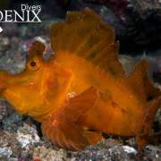 Rhinopias Eschmeyeri diving Koh Haa
