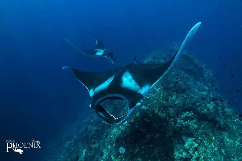 manta koh lanta