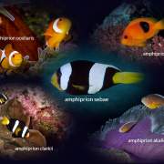 clownfish koh lanta