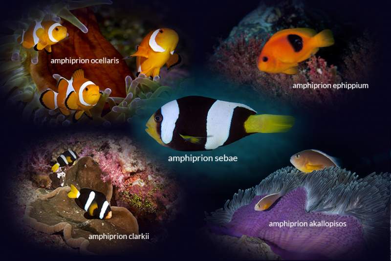 clownfish koh lanta