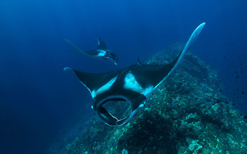 koh lanta manta diving hin daeng
