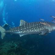 2021 whaleshark