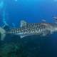 2021 whaleshark